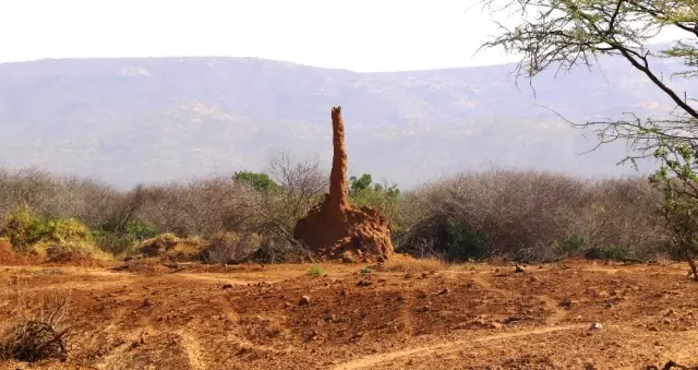 Etiyopya'daki Karınca Gökdelenleri Turistleri Büyülüyor