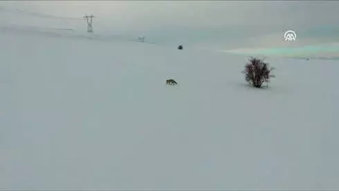 Bayburt'ta Karda Yiyecek Arayan Tilki, Drone ile Görüntüledi