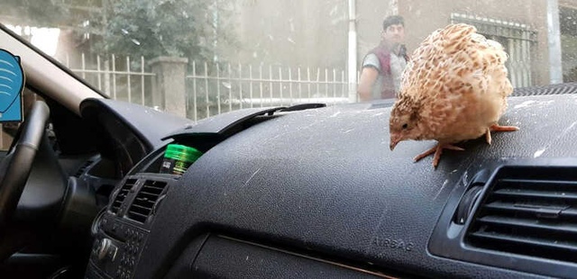 Lüks Otomobilde Kanatlı Hayvanlar Ölüme Terk Edildi