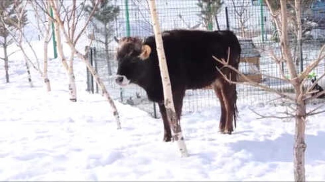 Erzurum'da Kazaya Karışan İnek 18 Aydır Ahır Hapsinde