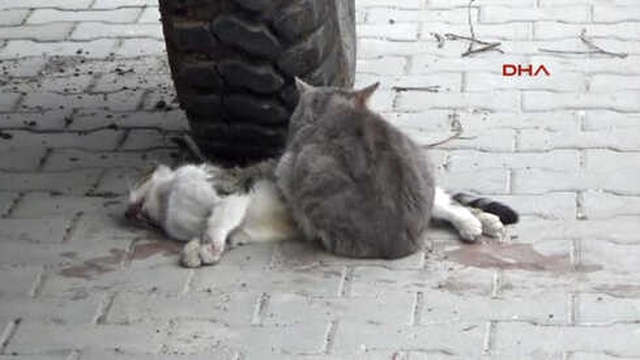 Çanakkale'de Erkek Kedi, Ölen Dişi Kedinin Başında Saatlerce Yas Tuttu