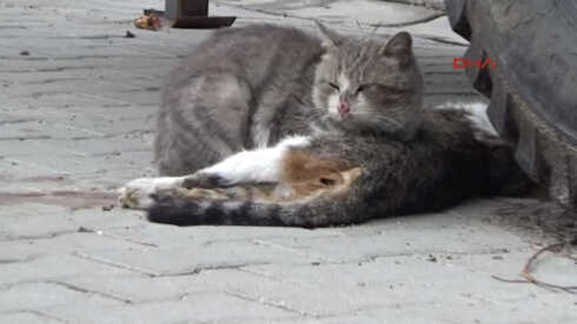 Çanakkale'de Erkek Kedi, Ölen Dişi Kedinin Başında Saatlerce Yas Tuttu