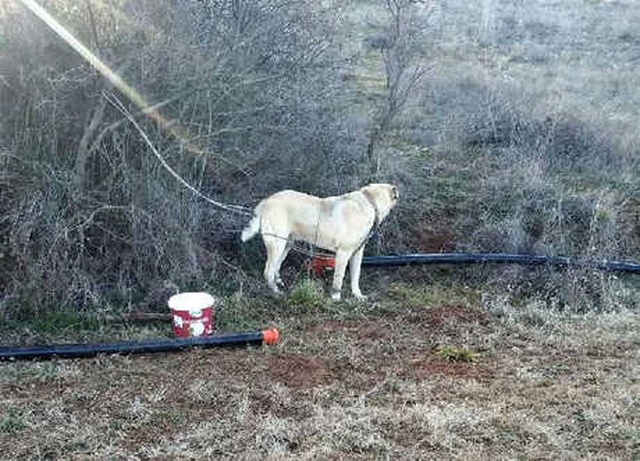 Köpek Dövüşü Arenasını <a class='keyword-sd' href='/jandarma/' title='Jandarma'>Jandarma</a> Bastı