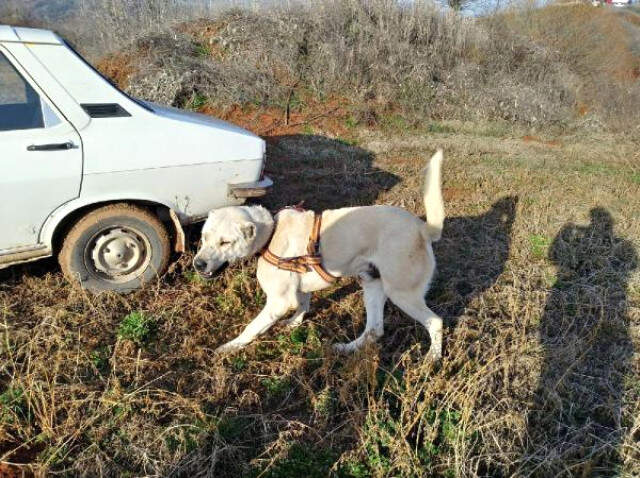 Köpek Dövüşü Arenasını Jandarma Bastı