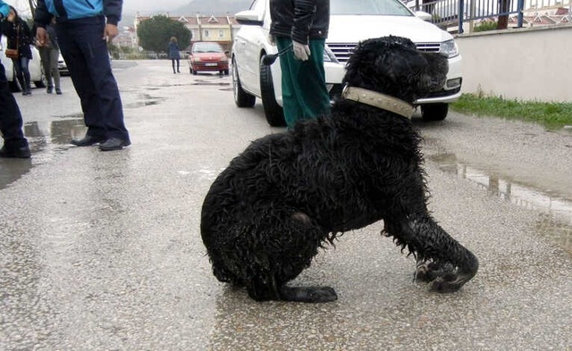Edremit'te Köpeklere Zehirli Et Yedirdiler