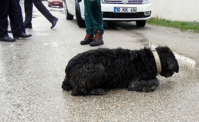 Edremit'te Köpeklere Zehirli Et Yedirdiler