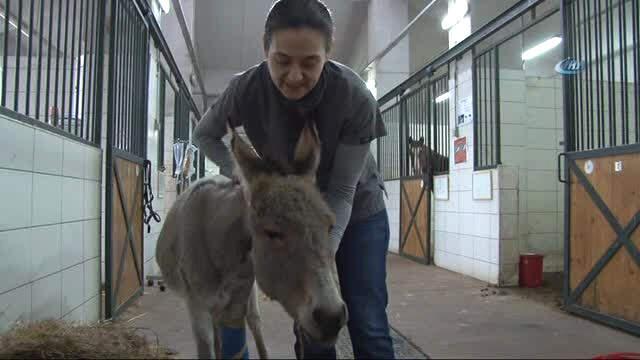 Dünyada İlk Defa Bir Eşek Kendi Kanı ile Tedavi Edildi