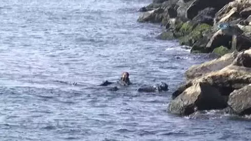 Bakırköy'de Denizden Erkek Cesedi Çıktı