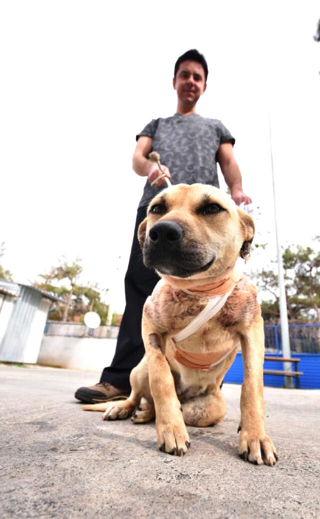 Köpeğin Ensesini Bıçakla Kesip Kaçan Cani Her Yerde Aranıyor Köpeğin Ensesini Bıçakla Kesip Kaçan Cani Her Yerde Aranıyor