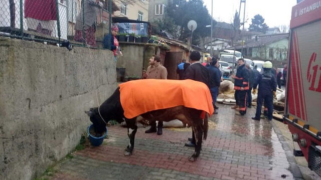 Sarıyer'de Çöken Balkonun Altında Kalan İneği İtfaiye Kurtardı