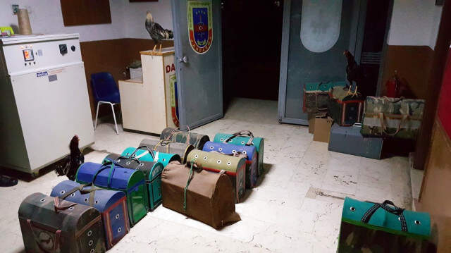 Köpek ve Horoz Dövüşü Yapanlar Suçüstü Yakalandı!