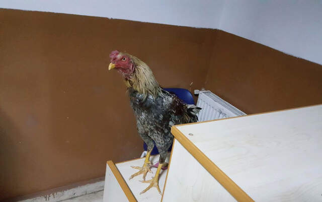 Köpek ve Horoz Dövüşü Yapanlar Suçüstü Yakalandı!