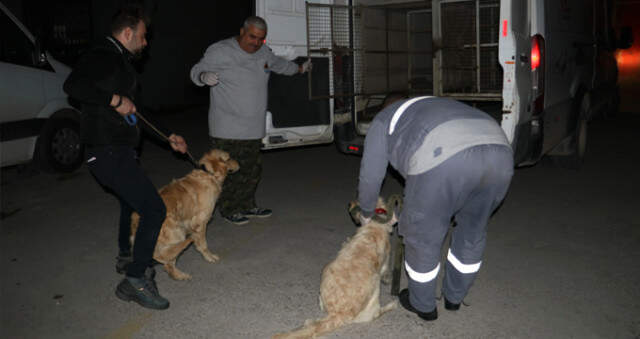 Adana'da 2 Köpeği Kemerle Döven Sahip, Polis Tarafından Polis Gözaltına Alındı Adana'da 2 Köpeği Kemerle Döven Cani, Polis Tarafından Gözaltına Alındı