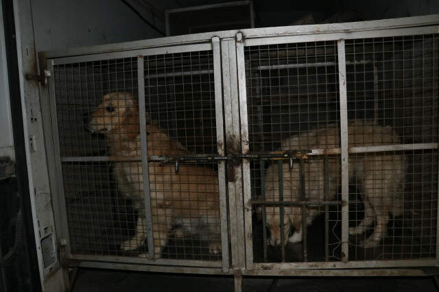 Adana'da 2 Köpeği Kemerle Döven Sahip, Polis Tarafından Polis Gözaltına Alındı Adana'da 2 Köpeği Kemerle Döven Cani, Polis Tarafından Gözaltına Alındı