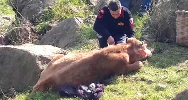 Dere Yatağına Düşen İnek İtfaiye Ekiplerince Kurtarıldı