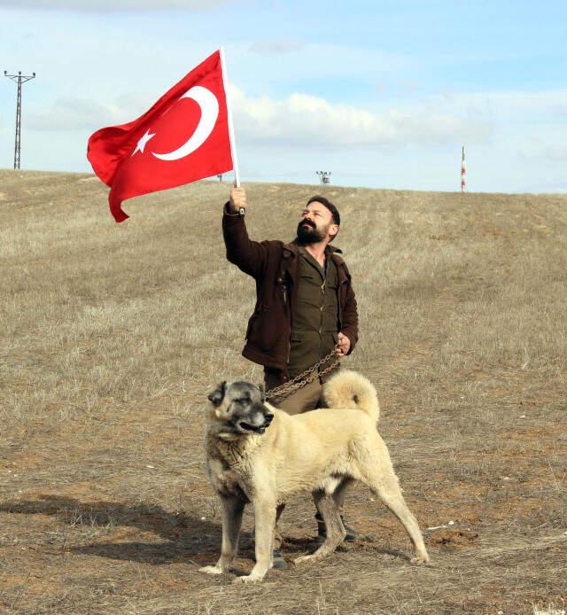 Kangal Köpekleri Zeytin Dalı Harekatı'na Hazırlanıyor