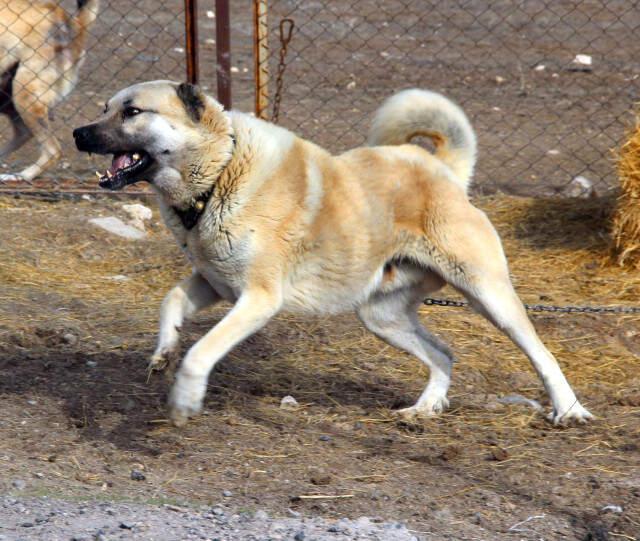 Kangal Köpekleri Zeytin Dalı Harekatı'na Hazırlanıyor