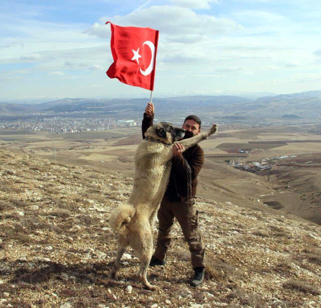 Kangal Köpekleri Zeytin Dalı Harekatı'na Hazırlanıyor