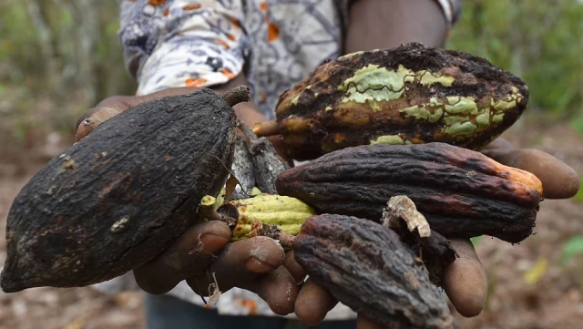 Kakaonun Geleceği Tehlikede, Çikolata 40 Yıl İçinde Tükenebilir