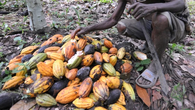 Kakaonun Geleceği Tehlikede, Çikolata 40 Yıl İçinde Tükenebilir