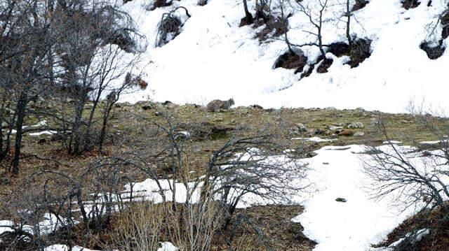 Nesli Tükenmek Üzere Olan Vaşaklar, Tunceli'de Görüntülendi