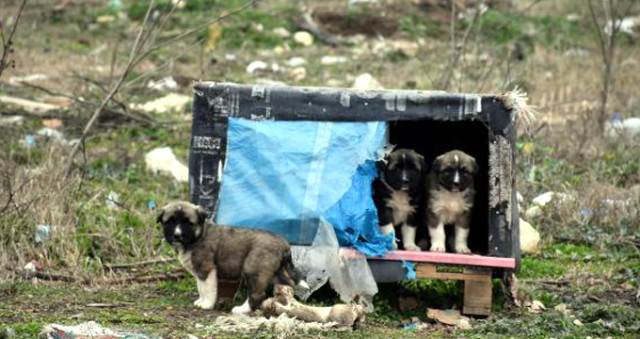 Edirne'de 500 Köpek Birden Ortadan kayboldu