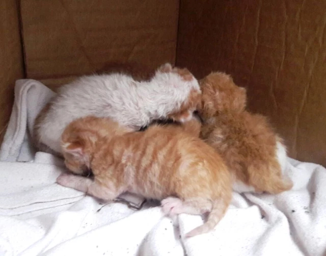 Temizlik İşçisi, Çöp Konteynırında Bulduğu 6 Yavru Kediyi Hayata Döndürdü
