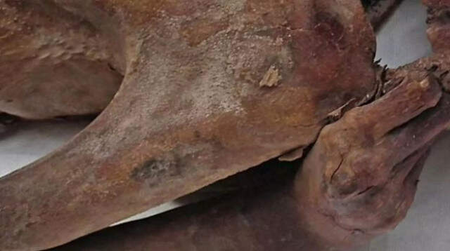 5 Bin Yıllık Mumyalarda Dövme Bulundu