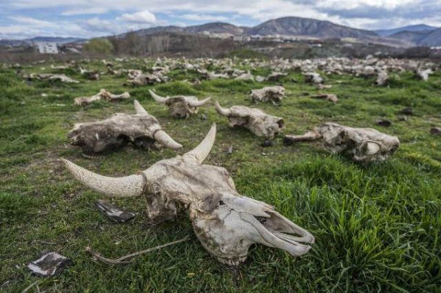 Tokat'ta Hayrete Düşüren Manzara! Boş Arazide Yüzlerce Hayvan Kafatası Bulundu