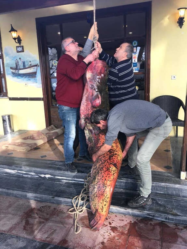 İznik Gölü'nden 2 Metre 10 Santim Boyunda Dev Yayın Balığı Çıktı
