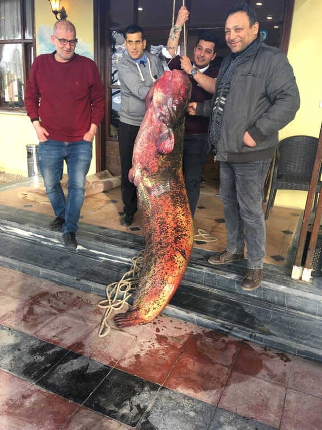 İznik Gölü'nden 2 Metre 10 Santim Boyunda Dev Yayın Balığı Çıktı