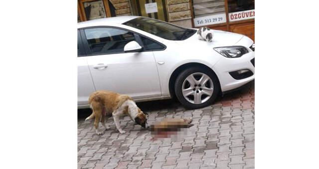 Ölen Yavrusunun Başında Saatlerce Ağlayan Anne Köpek Görenleri Duygulandırdı Ölen Yavrusunun Başında Saatlerce Ağlayan Anne Köpek, Görenleri Duygulandırdı