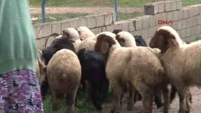 Sınırda Yaşam Mücadelesi! 86 Yaşındaki Nine, Silah Sesleri Arasında Çobanlık Yapıyor