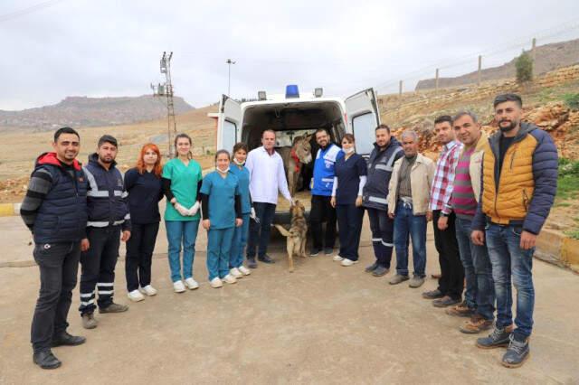 Mardin Belediyesi'nin Kadrolu Eşekleri, Tedavi İçin İstanbul'a Gönderildi