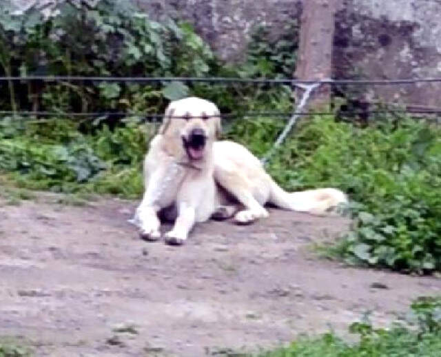 Garson Restoran Sahibinin Köpeğine Tecavüz Etti! Mahalleli, Sapığı Sokak Ortasında Dövdü