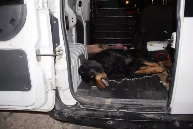 Tatil Cennetinde Hayvan Katliamı, Köpekleri Zehirlediler