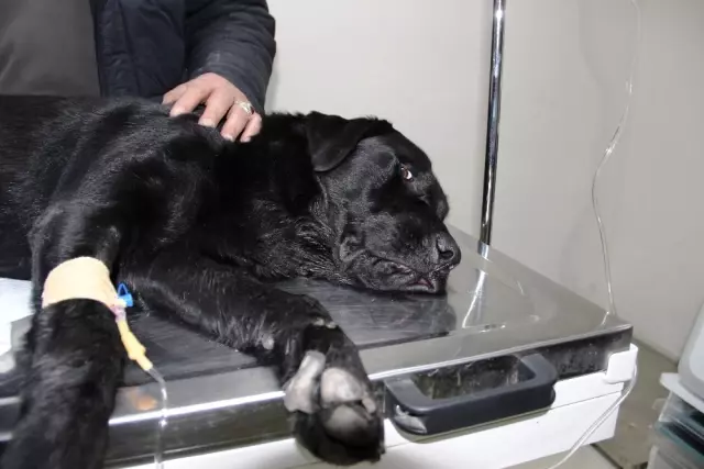 Tatil Cennetinde Hayvan Katliamı, Köpekleri Zehirlediler