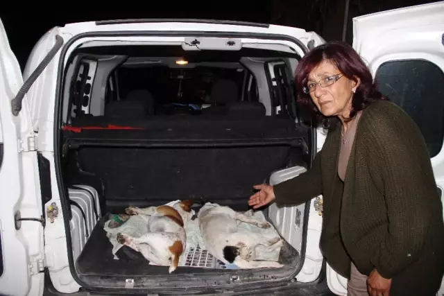 Tatil Cennetinde Hayvan Katliamı, Köpekleri Zehirlediler