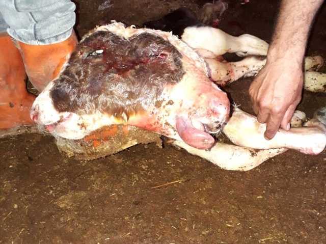 Buzağı Çift Başlı Doğdu, Şanssız Yavrunun Ömrü Kısa Oldu