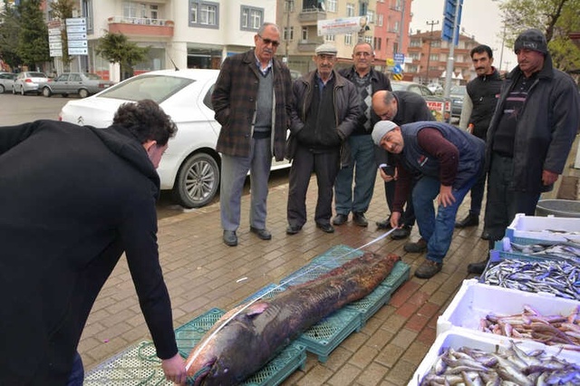 Amatör Balıkçının Ağına Dev Yayın Balığı Takıldı: 2 Metre Boyunda ve 100 Kilo Ağırlığında