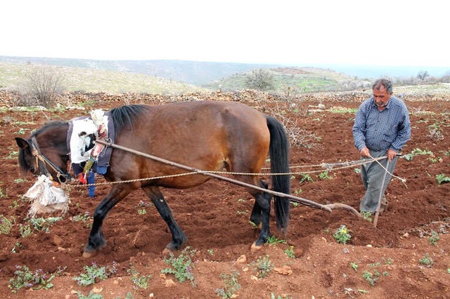 Mazot Fiyatları Artınca Traktörlerin Yerini Hayvanlar Aldı