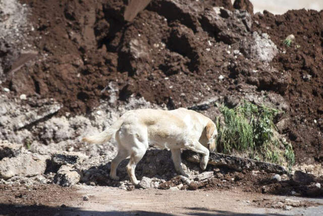 Mayın Arama Köpeği Leylak'ın Bulduğu EYP, METİ Tarafından İmha Edildi