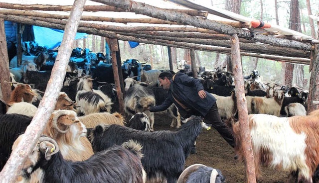 Gerçek Survivor! 34 Yıldır Ormana Kurdukları Çadırda Yaşıyorlar