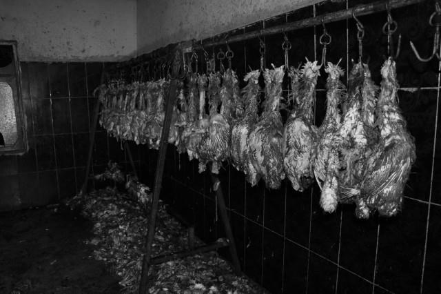 Suriyelilerin Kaçak Kesimhanesine Baskın! 3 Ton Tavuk Eti Ele Geçirildi, Görüntüler Mide Bulandırdı