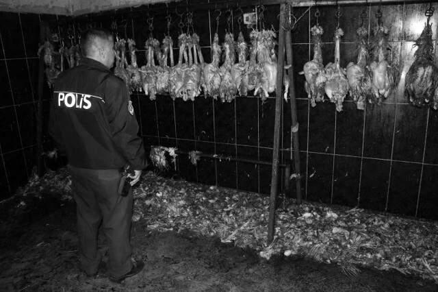 Suriyelilerin Kaçak Kesimhanesine Baskın! 3 Ton Tavuk Eti Ele Geçirildi, Görüntüler Mide Bulandırdı