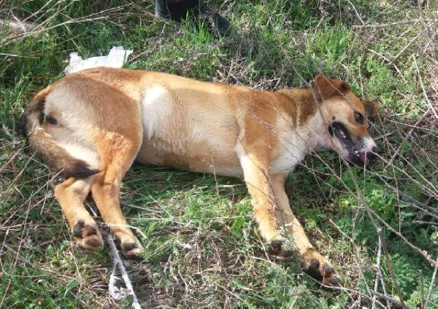 18 Köpek Tarım İlacıyla Zehirlenmiş Ölü Bulunan 18 Köpeğin Tarım İlacı ile Zehirledikleri Ortaya Çıktı