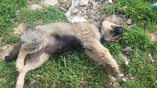 18 Köpek Tarım İlacıyla Zehirlenmiş Ölü Bulunan 18 Köpeğin Tarım İlacı ile Zehirledikleri Ortaya Çıktı