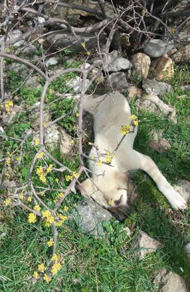 18 Köpek Tarım İlacıyla Zehirlenmiş Ölü Bulunan 18 Köpeğin Tarım İlacı ile Zehirledikleri Ortaya Çıktı