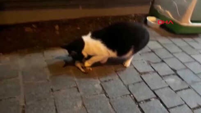 Saatlerce Başından Ayrılmadı! Sokak Kedisi Telef Olan Yavrusunu Böyle Kokladı