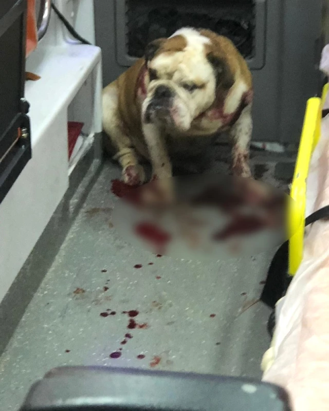 Polis Kurşunu Bile Sakinleştirmedi, Köpek Ambulansı Kan Gölüne Çevirdi